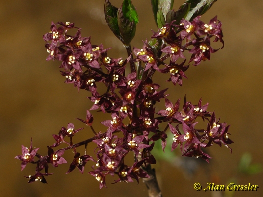 {Xanthorhiza simplicissima}